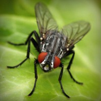 /album/sipuhuacafoxc/photolia-a01-jpg/