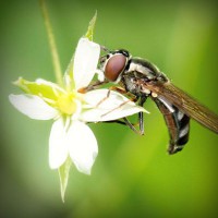 /album/sipuhuacafoxc/photolia-a02-jpg/