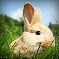 /album/sipuhuacafoxc/photolia-a03-jpg/