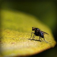 /album/sipuhuacafoxc/photolia-a07-jpg/