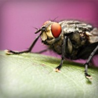 /album/sipuhuacafoxc/photolia-a08-jpg/